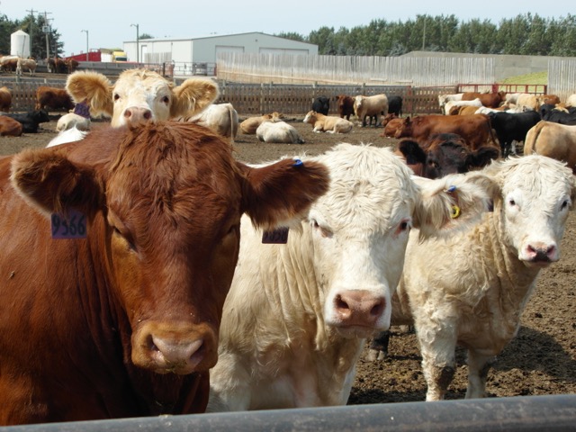 Cattle feeders