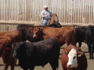 rider herds cattle in feedlot