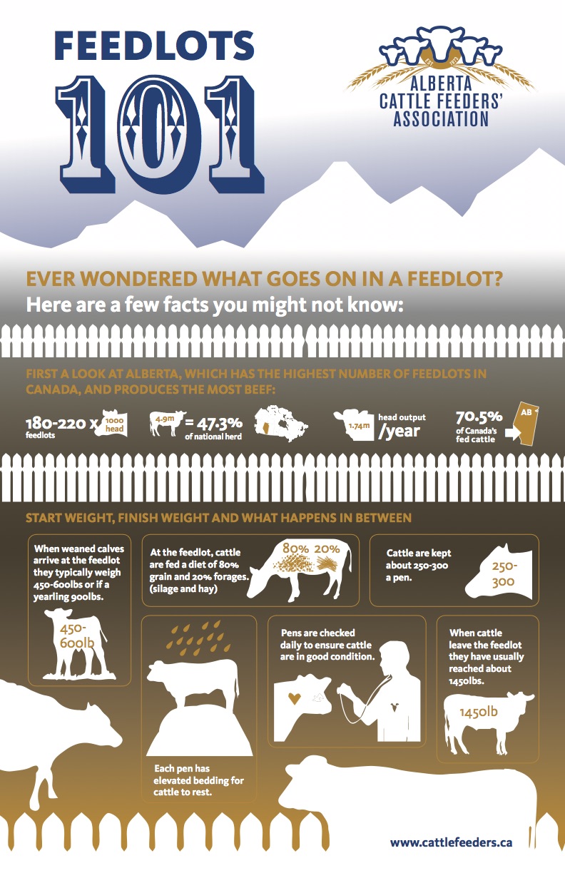 Feedlots 101 infographic