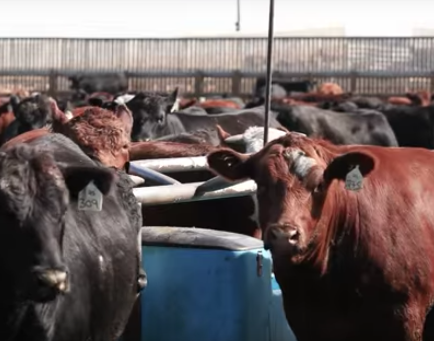 Feedlots 101 everything you need to know about cattle feeding in