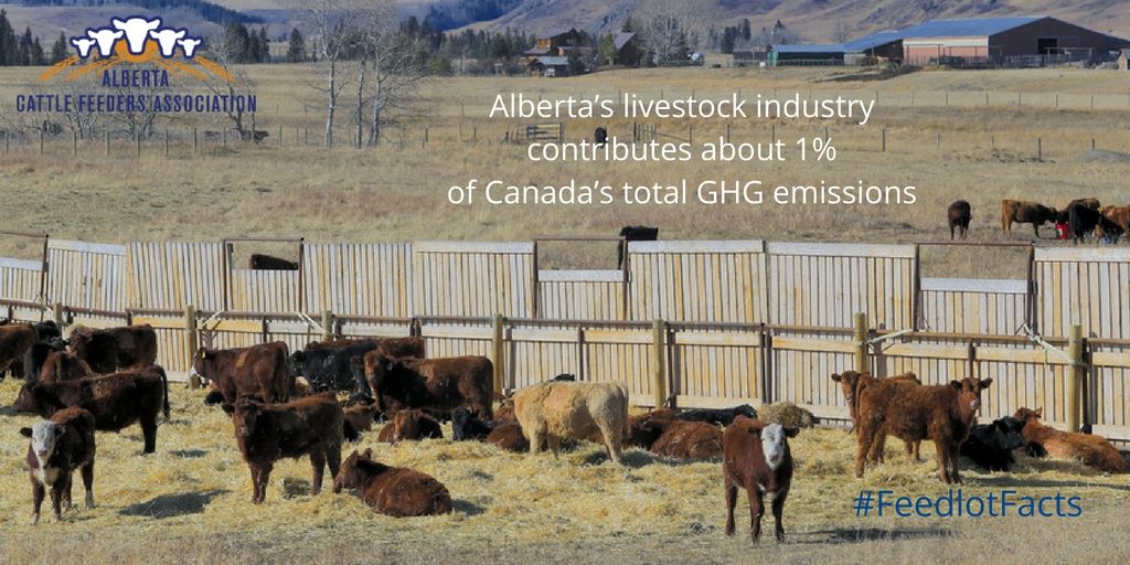 cattle GHG emissions