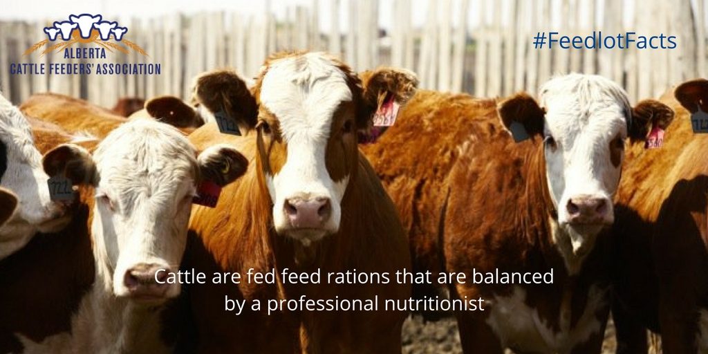 feedlot cattle are fed a healthy diet