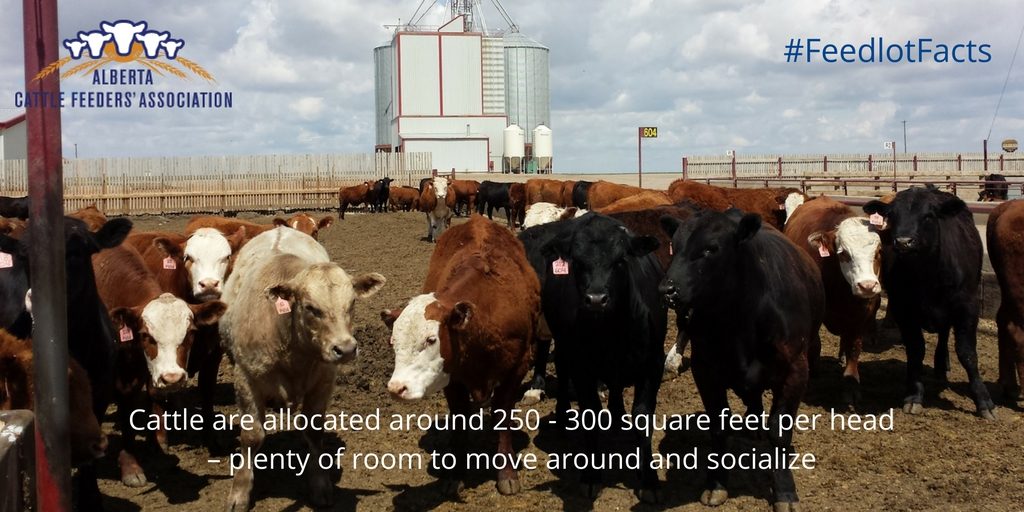 feedlot cattle are kept in large pens