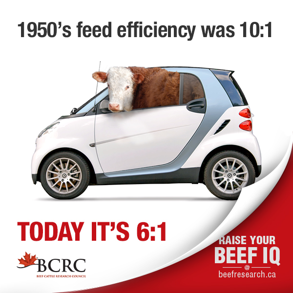 cattle feed efficiency